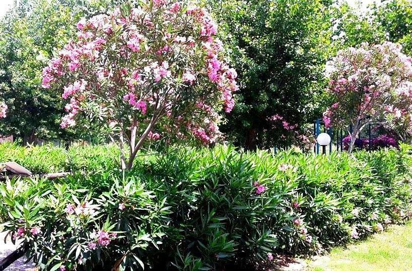 Ideale Appartamento In Residence Sul Mare Vigoresort