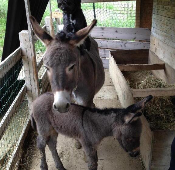 تختخواب و صبحانه Domus Petrae Ripatransone