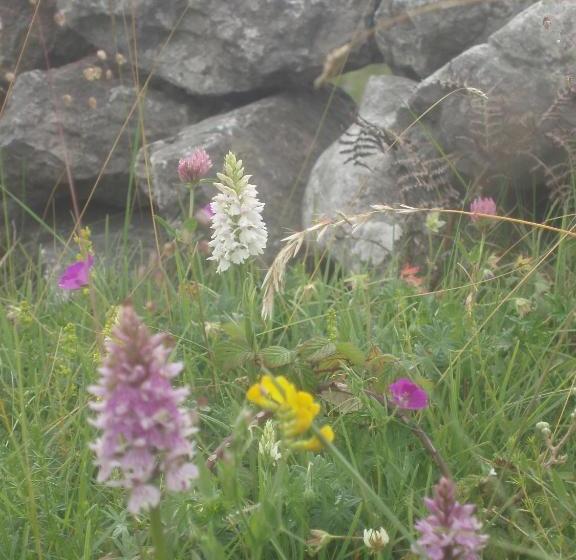 住宿加早餐 Greenlawn Lodge