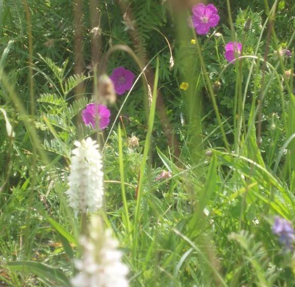 住宿加早餐 Greenlawn Lodge