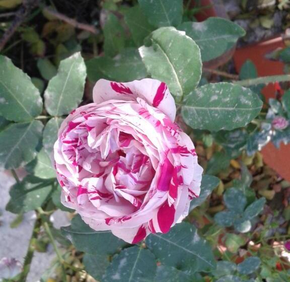 مبيت وإفطار Locanda Dei Buoni E Cattivi