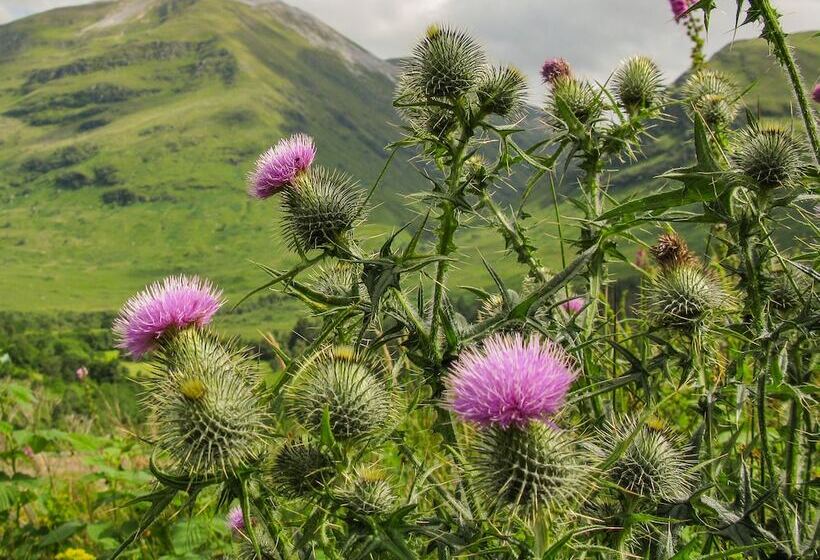 مبيت وإفطار The Gantocks