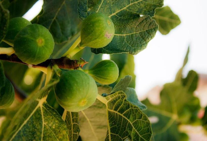 Bed and Breakfast Villa Ruberto