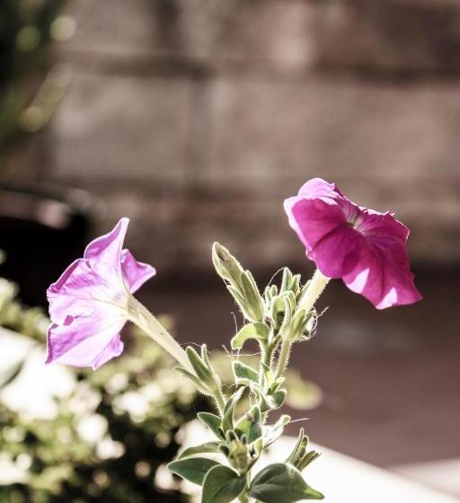 Bed and Breakfast Villa Ruberto