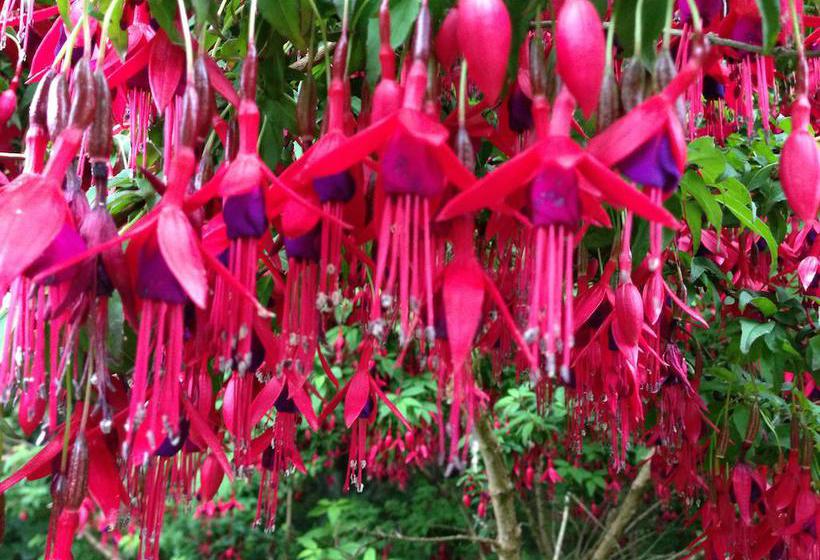 Bed and Breakfast Woodwick House