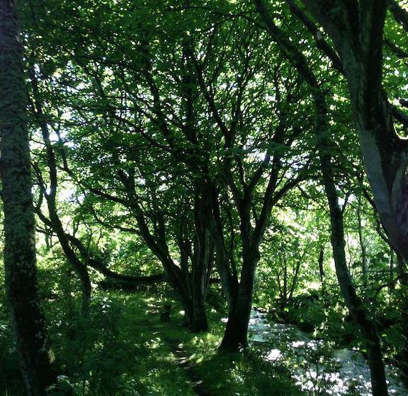 Bed and Breakfast Woodwick House