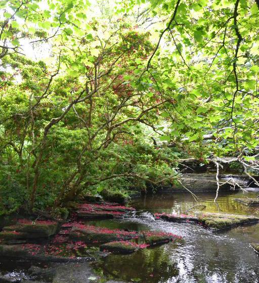 Bed and Breakfast Woodwick House