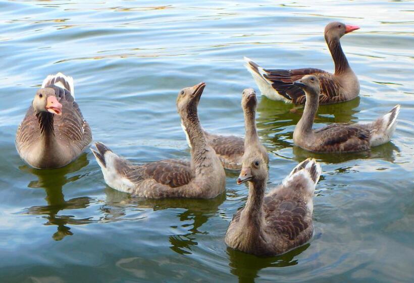 ホテル Drijfpaleis