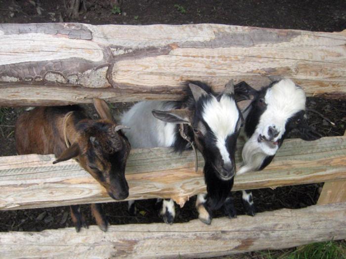 בית מלון כפרי Mair Am Bach