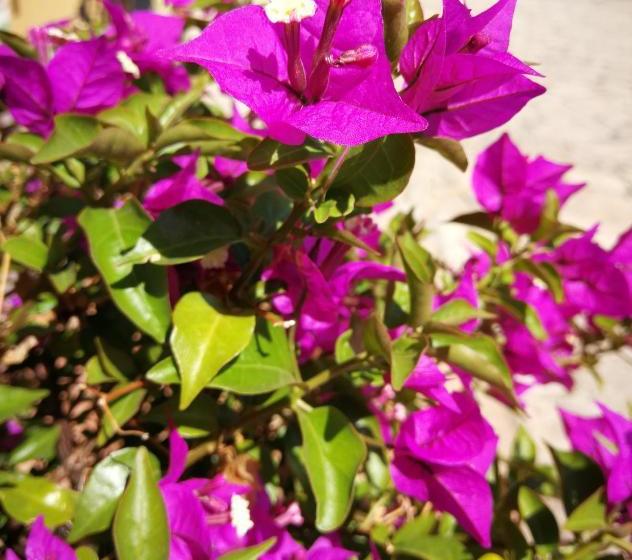 ホテル Ristorante Farese