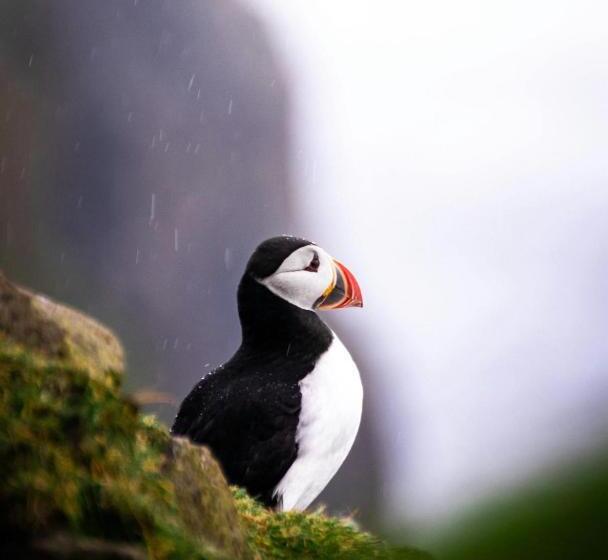 Puffin B&b