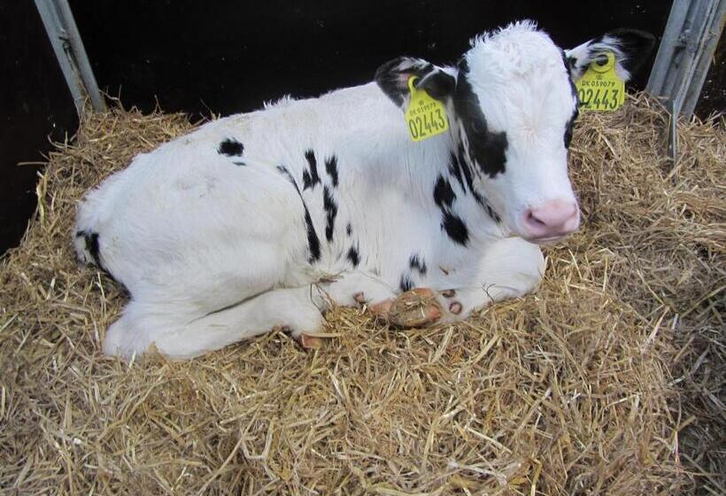 Vestervang Bed & Breakfast