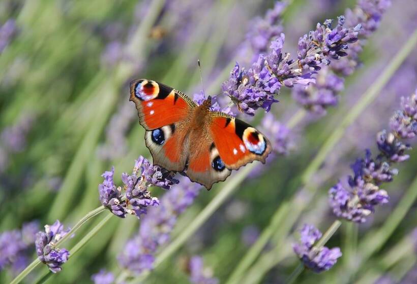 Villa Stefanija Small Boutique Hotel&restaurant