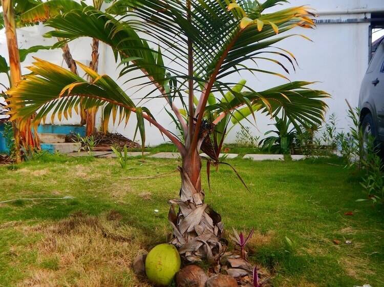 酒店 Blue Coconut Cancun