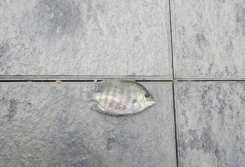 Отель Lago Leisure Resort & Spa