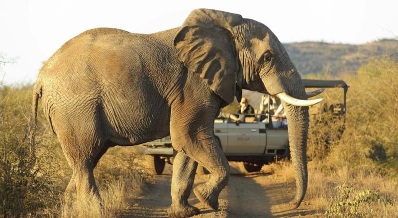 Отель Rhulani Safari Lodge