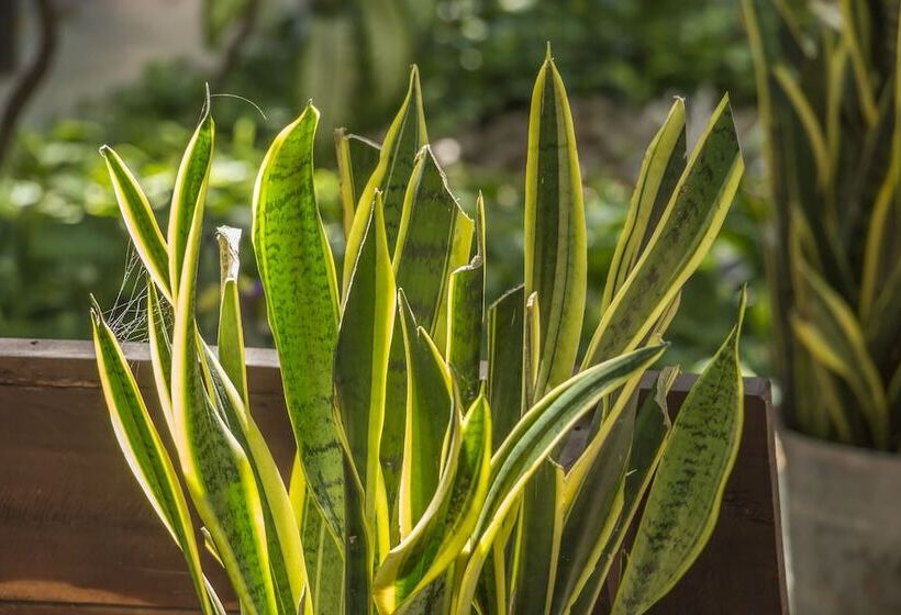 هتل Secret Garden Tulum