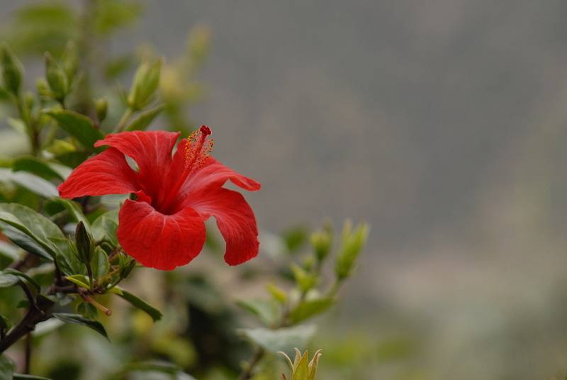 پانسیون Chez Momo Ii