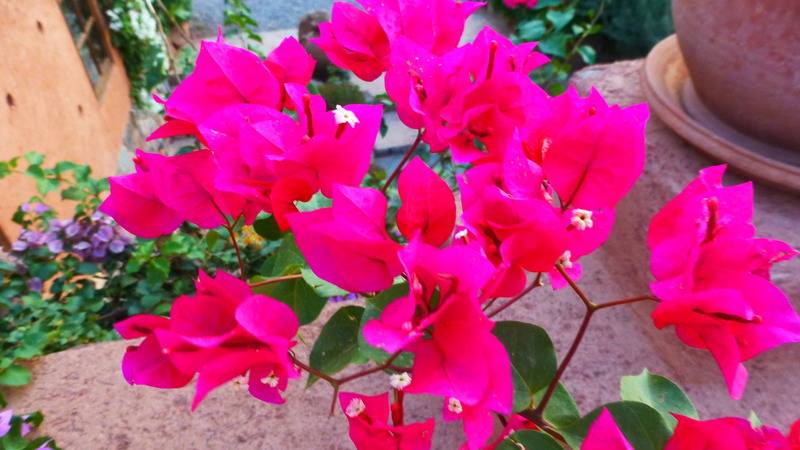 پانسیون Chez Momo Ii