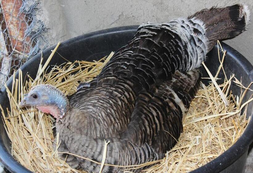 Agriturismo La Casa Di Bacco