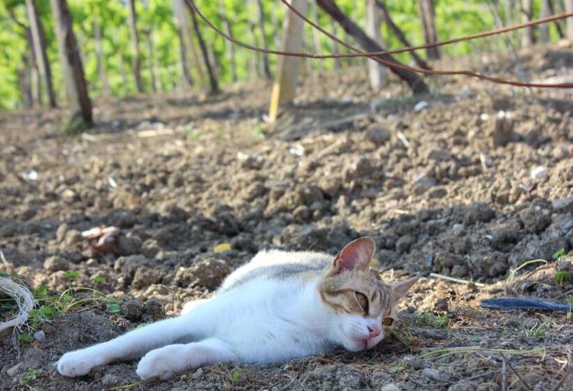 Agriturismo La Casa Di Bacco