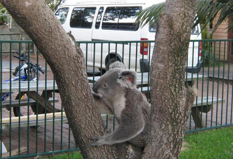 فندق صغير Port Macquarie Backpackers