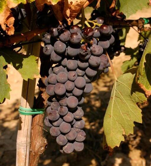 فندق Agriturismo Il Selvino