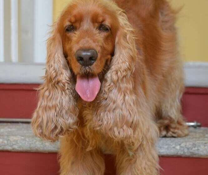 فندق B&b Casa Forster