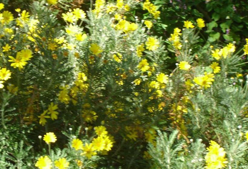 فندق Cedar Lodge Guest House