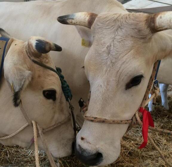 فندق Tenuta La Fratta