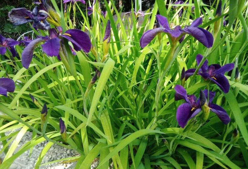 ホテル Villa Fiorita