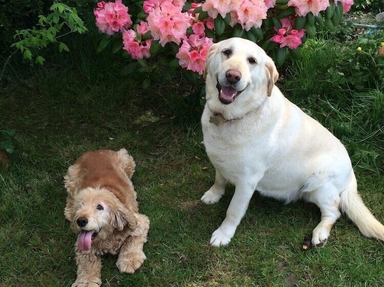 호텔 Ashleigh House B&b