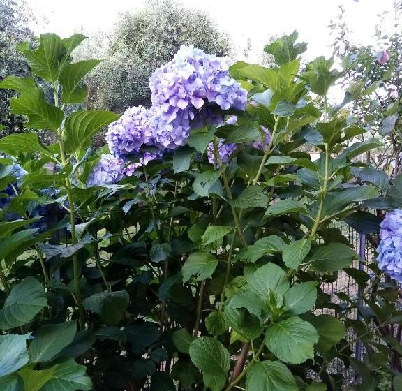 Отель La Casa Gialla