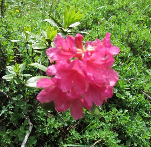 בית מלון כפרי Wieslhof