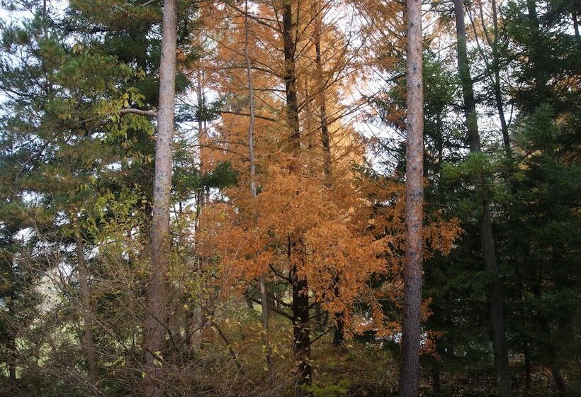 Pension Good Luck Takayama