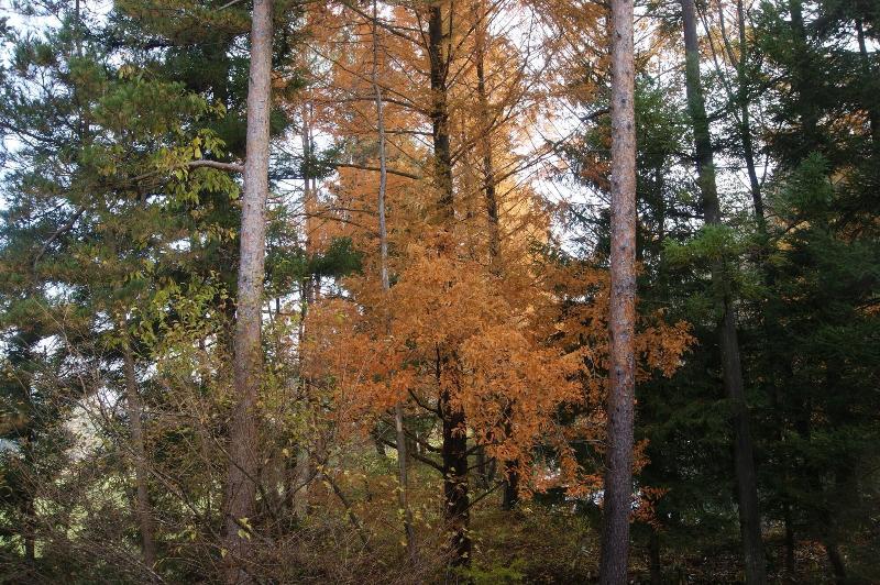 Pension Good Luck Takayama