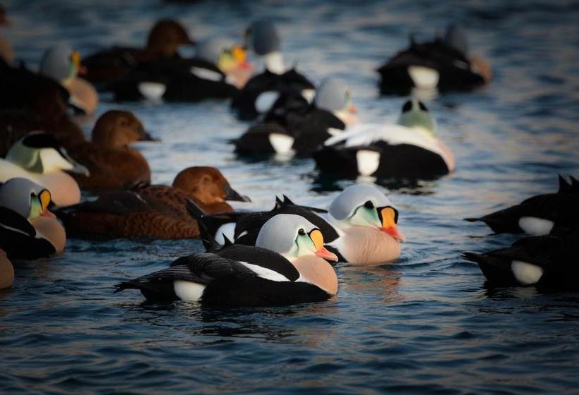 Båtsfjord Royal Hotell