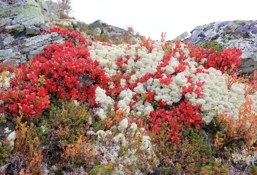 Høvringen Høgfjellshotell