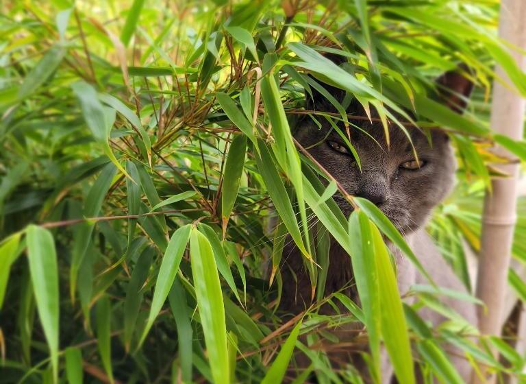 تختخواب و صبحانه ô Lac