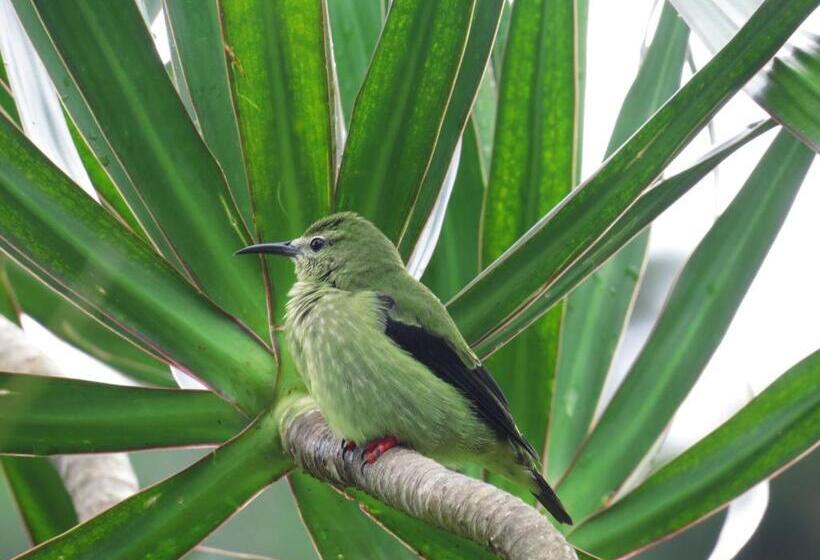 호텔 La Rana De Arenal