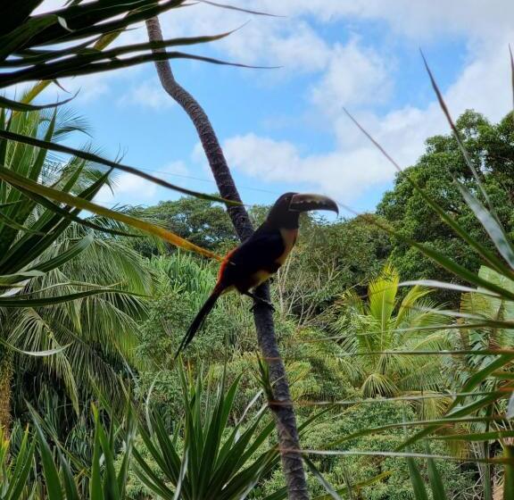 호텔 La Rana De Arenal