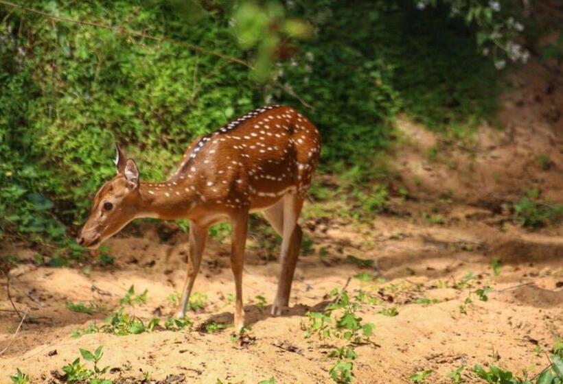 Hotel Sandalwood Cottage