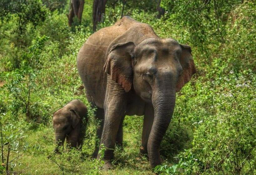 Hotel Sandalwood Cottage