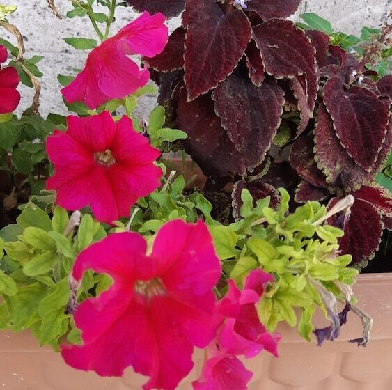 Musa Ler Hotel Yerevan