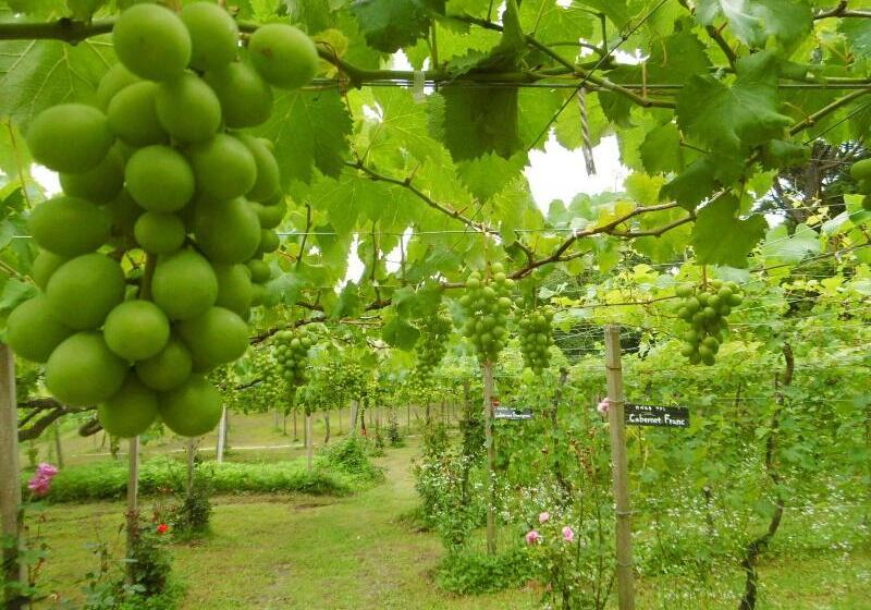 료칸 Yumoto Kobayashi