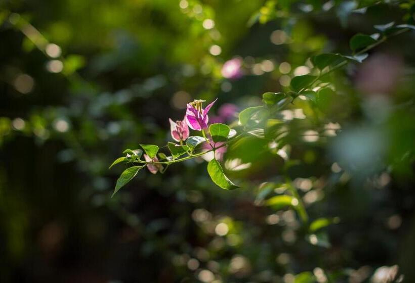 אתר נופש Cinnamon