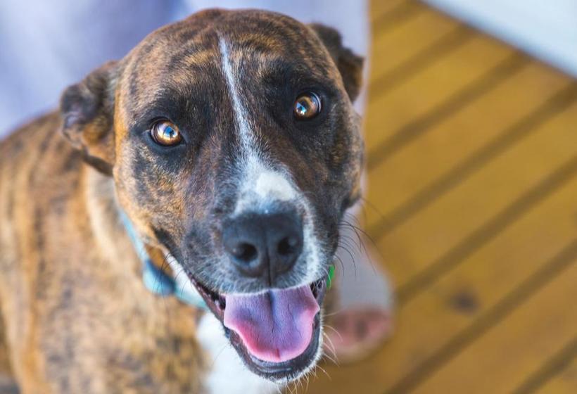 تختخواب و صبحانه Willow S Green