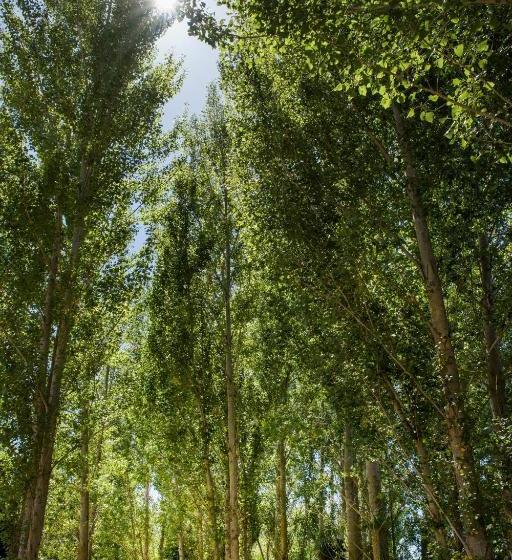 צימר Willow S Green