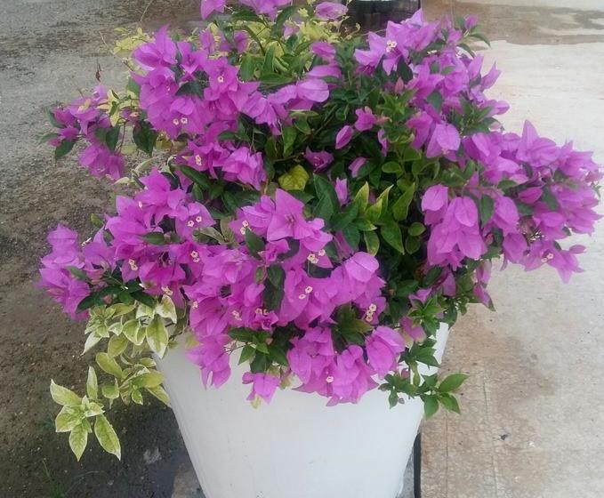 Отель Sea Lagoon Beach