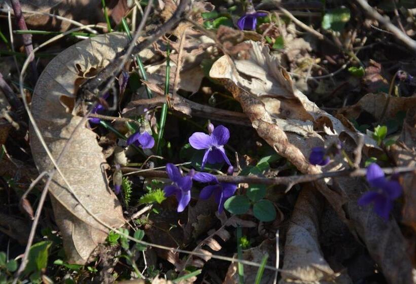 בית מלון כפרי Turizem Shkelzeni